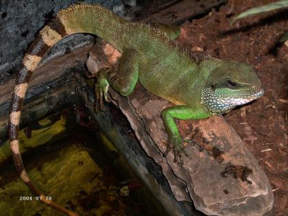 Grüne Wasseragamen (Physignathus cocincinus)Jungtiere