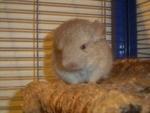 Gebe Chinchillas ab