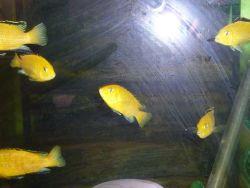 Labidochromis caeruleus Yellow