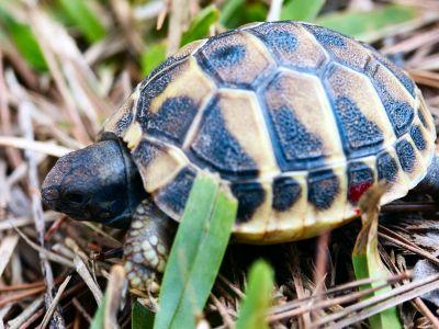 Griechesche Landschildkröten