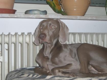 Weimaranerhündin