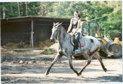 Appaloosa sute zu verkaufen