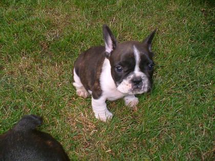 Franzoesiche bulldogwelpen