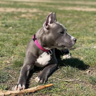 American Staffordshire terrier welpen