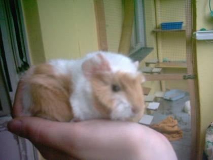 Peruaner baby
