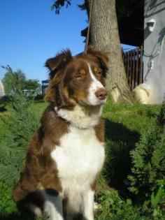 Australian Shepherd Hündin red tri