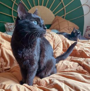 POLLY und EMI - europäische Kurzhaarkatze - 10 Jahre - Tierhilfe-Franken e.V.