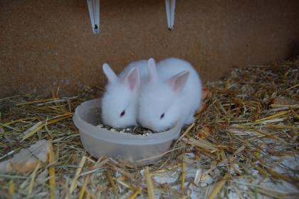 Nestjunge Zwergkaninchen