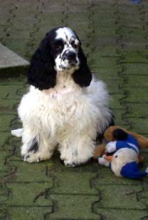 Kimberly´s American Cockerspaniel u, engl, Cockerspaniel  VDh Zucht