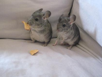 2 Chinchilla-Babies