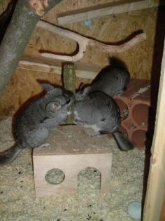 Chinchilla Weibchen