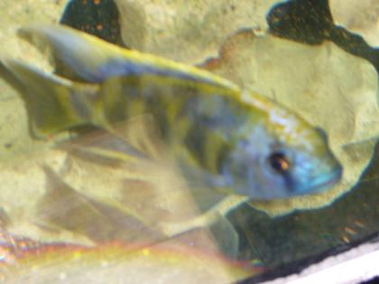 Haplochromis venustus