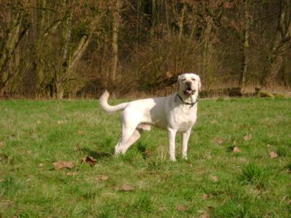 Sportlicher Labrador Deckrüde sucht Frau zum Decken!!!