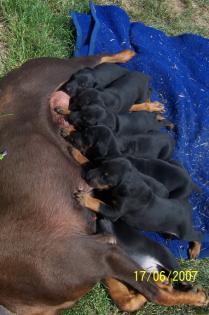 Dobermann welpen vollkupiert