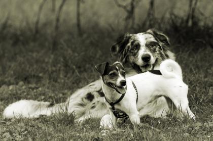 NRW: Fotodesign und Malerei auf den Hund gekommen.