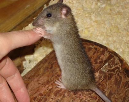 5 Ratten, zwei Wilde (Handaufzuchten) und drei Farbis