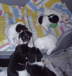 Jack-Russel-Terrier Welpen !!