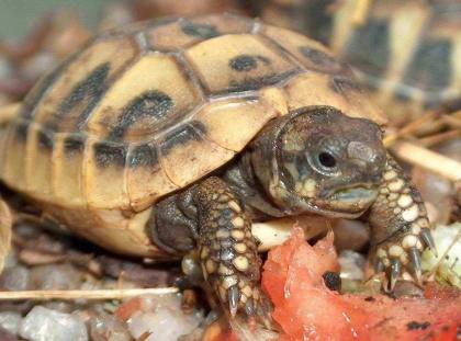 Griechische Landschildkröten zu verkaufen !