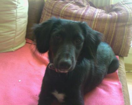 Jack russel mix