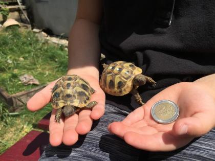 Griechische Landschildkrötenbabys (THB)