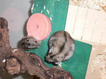 2 schnuckelsüße Dschungarenbabys abzugeben!