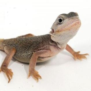 Suche schöne rote und weiße Bartagamen Farbagamen wie Cawley Red P. Vitticeps, Z