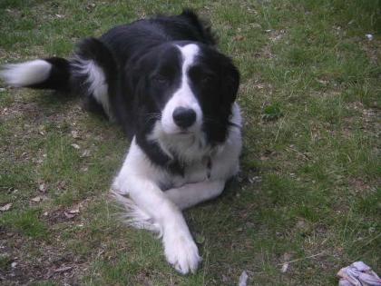 Border Collie Hündin, 18 Monate