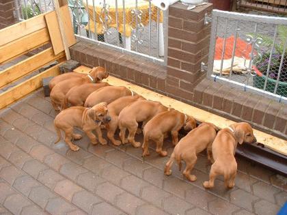 Rhodesian Ridgeback Welpen zu verkaufen