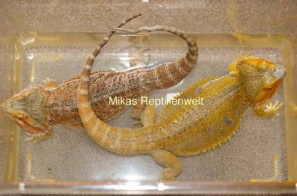 Farbbartagamen NZ2021 Pogona Vitticeps abzugeben.