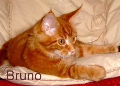 Maine Coon Babys, noch zwei frei !!!