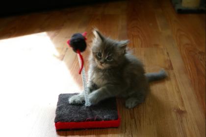 Traumhaftes blaues Maine Coon Katerchen