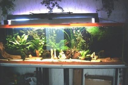 Aquarium 600 L abzugeben