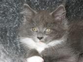 Maine Coon Babies und Jungtier