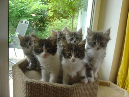 Traumhafte Maine Coon Babys