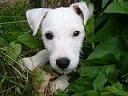 Parson-Jack-Russell-Terrier Welpe mit Papiere, 12 Wochen alt