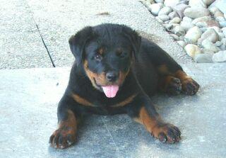 Rottweilerwelpe Rusty, 3 Monate alt