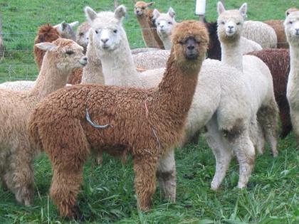 Alpacas zu verkaufen