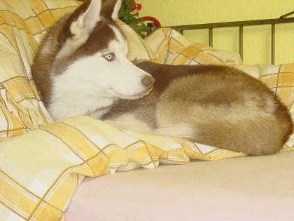 Biete meinen reinrassigen sybirischen Husky zum Bedecken an