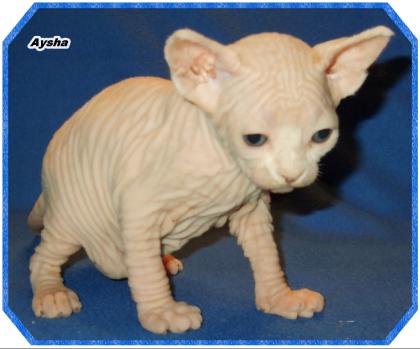 Can. Sphynxkitten in weiss