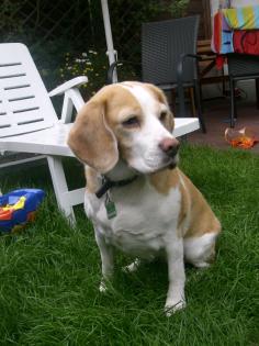 Beagle-Hündin 6-Jahre kastriert