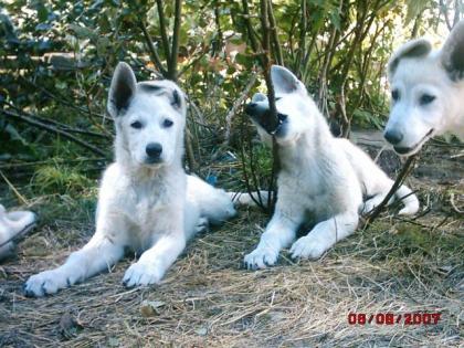 Weißer Schweizer Schäferhund Welpe