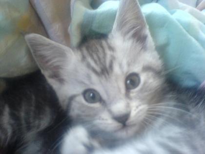 1 Maine Coon Mix Kitten abzugeben! FP 200 Euro