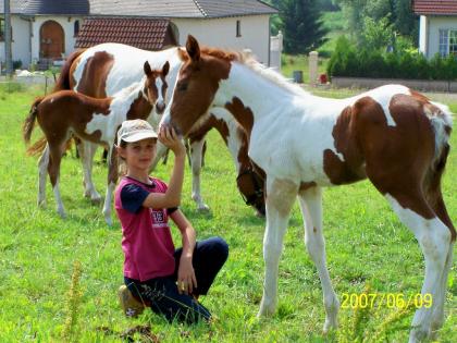 Paint u. Quarterhorses für Freizeit, Turnier u. Zucht