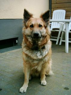 Schäferhund-Mischling