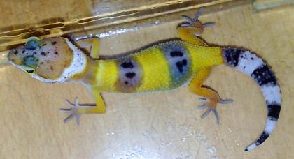 Leopardgeckos, DNZ2021, Weibl., Hypo/High Yellow/Wildfarben