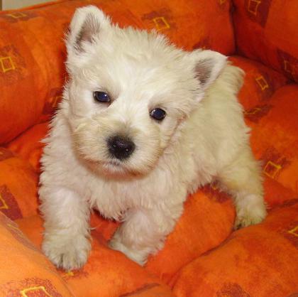  West Highland White Terrier