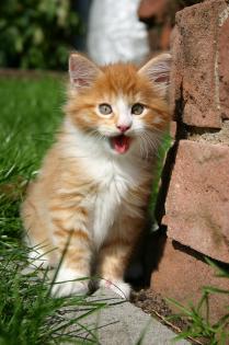 Maine Coon Katerchen