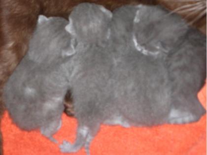 Kartäuser-Kitten, 1 Kater und 4 Katzen - V: Int. Champion