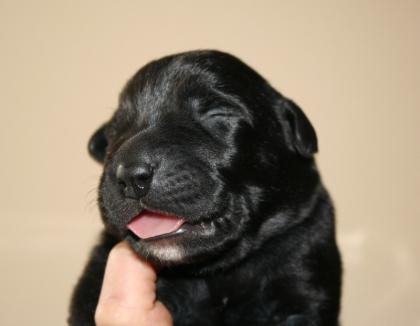 LABRADOR-CANE CORSO KREUZUNGSWELPEN