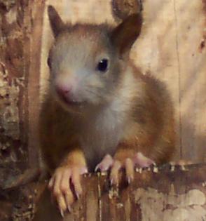 EICHHÖRNCHEN nestjung einmalige Farben ansehen lohnt sich!!!